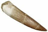 Fossil Plesiosaur (Zarafasaura) Tooth - Morocco #344260-1
